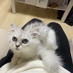 ペルシャ　4ヶ月