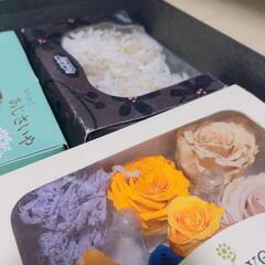 まとめ売り 大地農園 ソフトピラミッドアジサイ