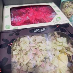 まとめ売り 大地農園 ソフトピラミッドアジサイの画像