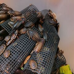 デュビア　爬虫類　餌用　全サイズMIXの画像