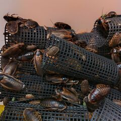 デュビア　爬虫類　餌用　全サイズMIXの画像