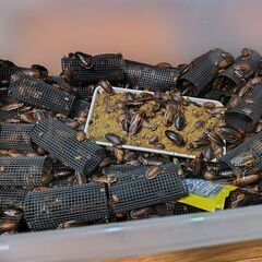 デュビア　爬虫類　餌用　全サイズMIXの画像