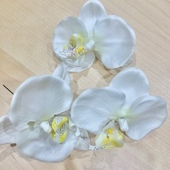 胡蝶蘭 コチョウラン