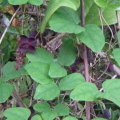 甘蕉アケビの木です。
