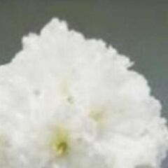 石楠花 木 白