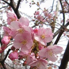 河津桜（ショベルカーで掘り起こしできる人）の画像