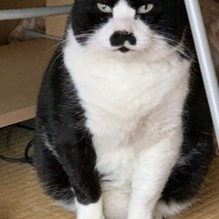ブサ可愛　チョビ髭　推定３歳　オス