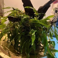 【値下げ】水草　ミクロソリウム(多分) 流木活着(不完全)　※本...