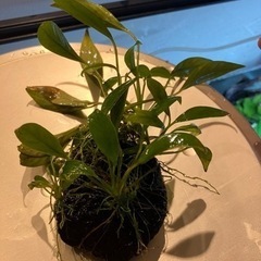 水草　クリプトコリネ(多分)石活着(不完全) ※本文ご了承いただける方