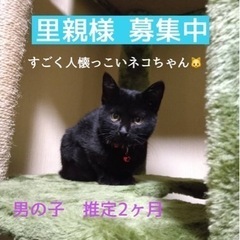 　　黒猫ちゃんの里親募集