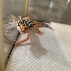 里親決まりました。ご応募ありがとうございました