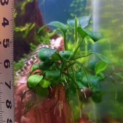 水槽、水草アヌビスナナ　　