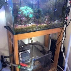 【取引中】60cmオーバーフロー水槽セット