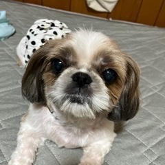 シーズー♀6歳2ヶ月