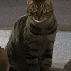 至急に優しい里親さん募集します。