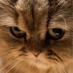独立したい方必見！ユンボオペレーター募集の画像