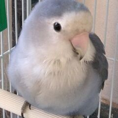 コザクラインコ　1歳　雌　ブルー系