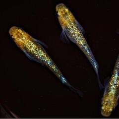 夜桜ゴールドＸ　稚魚１０匹＋αの画像