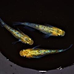 夜桜ゴールドＸ　稚魚１０匹＋αの画像