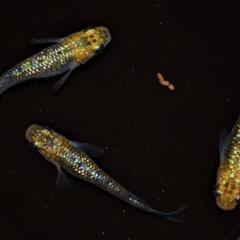 夜桜ゴールドＸ　稚魚１０匹＋αの画像