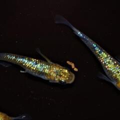 夜桜ゴールドＸ　稚魚１０匹＋αの画像