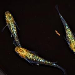 夜桜ゴールドＸ　稚魚１０匹＋αの画像