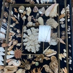 沖縄貝殻テーブル