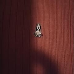 ハッシュパピー　服の画像