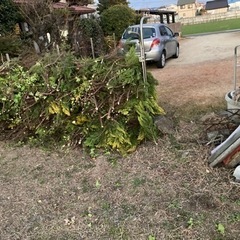 伐採生木(杉) 軽トラなどで取りに来てくれる方限定の画像