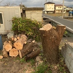 伐採生木(杉) 軽トラなどで取りに来てくれる方限定の画像