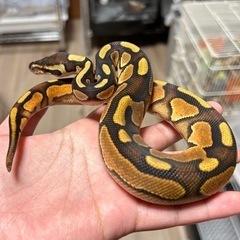 《初売り！》沖縄県のペットショップです!