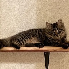 少し長毛　5〜6ヶ月くらい　里親募集します。