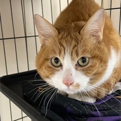 オス猫3歳　里親急募