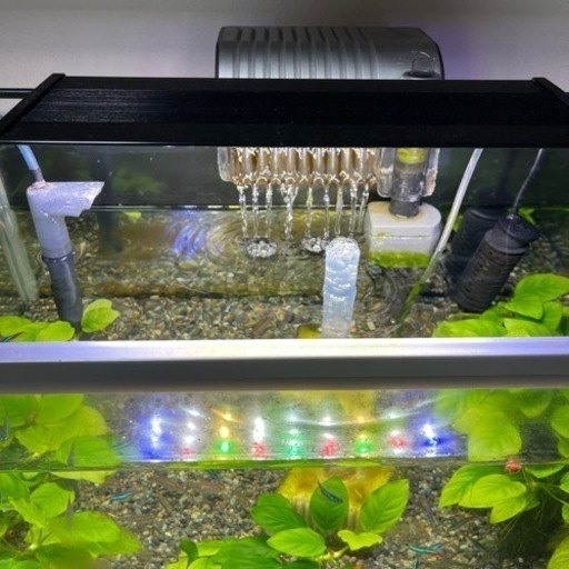 【大セール】熱帯魚(水槽・他諸々用品付き)