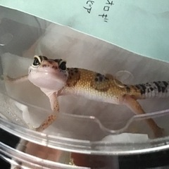 爬虫類飼育 手伝ってください！