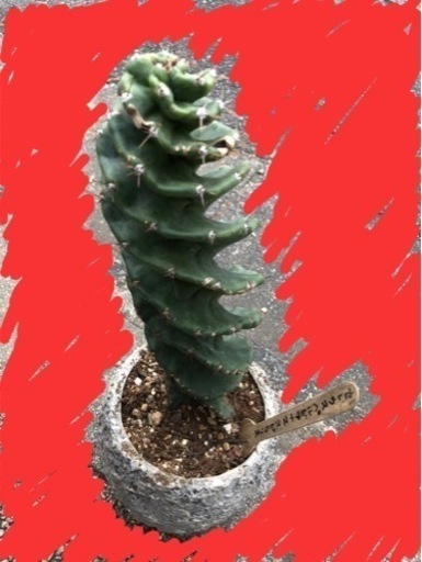 【超希少】セレウス・ペルビアナス・スピラリス サボテン ペルビナス