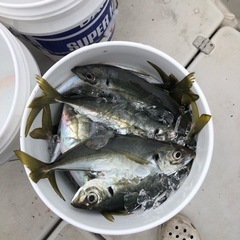 釣りサークル　おじゃる丸 - 名古屋市