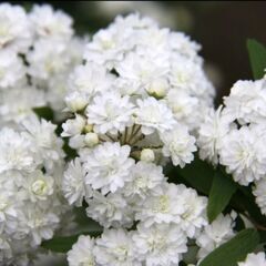 小手毬(ショベルカーで掘り起こし出きる人)の画像