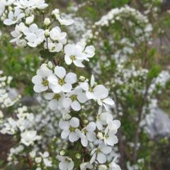 雪柳木(ショベルカーで掘り起こし出きる人)の画像