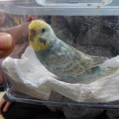 【大至急！！】セキセイインコ メス