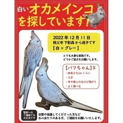 迷子オカメインコ　秩父市