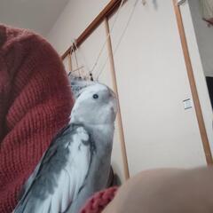 迷子のオカメインコを探しています