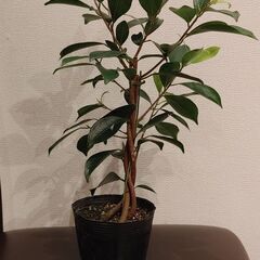観葉植物（鉢なし）