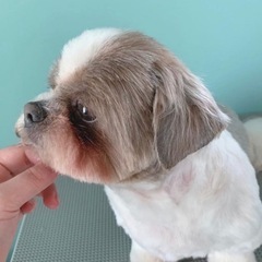 トリミングサロン　haff-haff