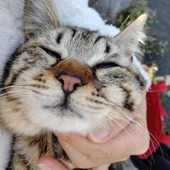キジトラ　オス　5ヶ月位