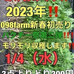 １月4日！新年初売りでパクチー沢山並べます！