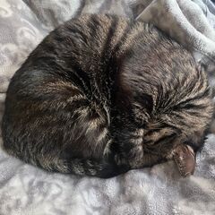 猫のお世話 １月２０日〜２３日まで【ど短期４日間】