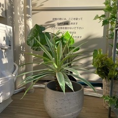 観葉植物/フェイクグリーン/ミュールミル/造花/konton/花...