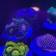 ムカシサンゴ　エレクトリックデイジー　まとめ買いで最大3割引！の画像