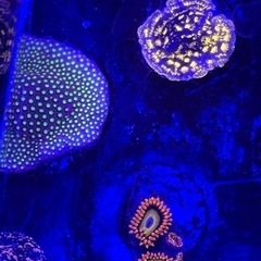 ムカシサンゴ　エレクトリックデイジー　まとめ買いで最大3割引！の画像